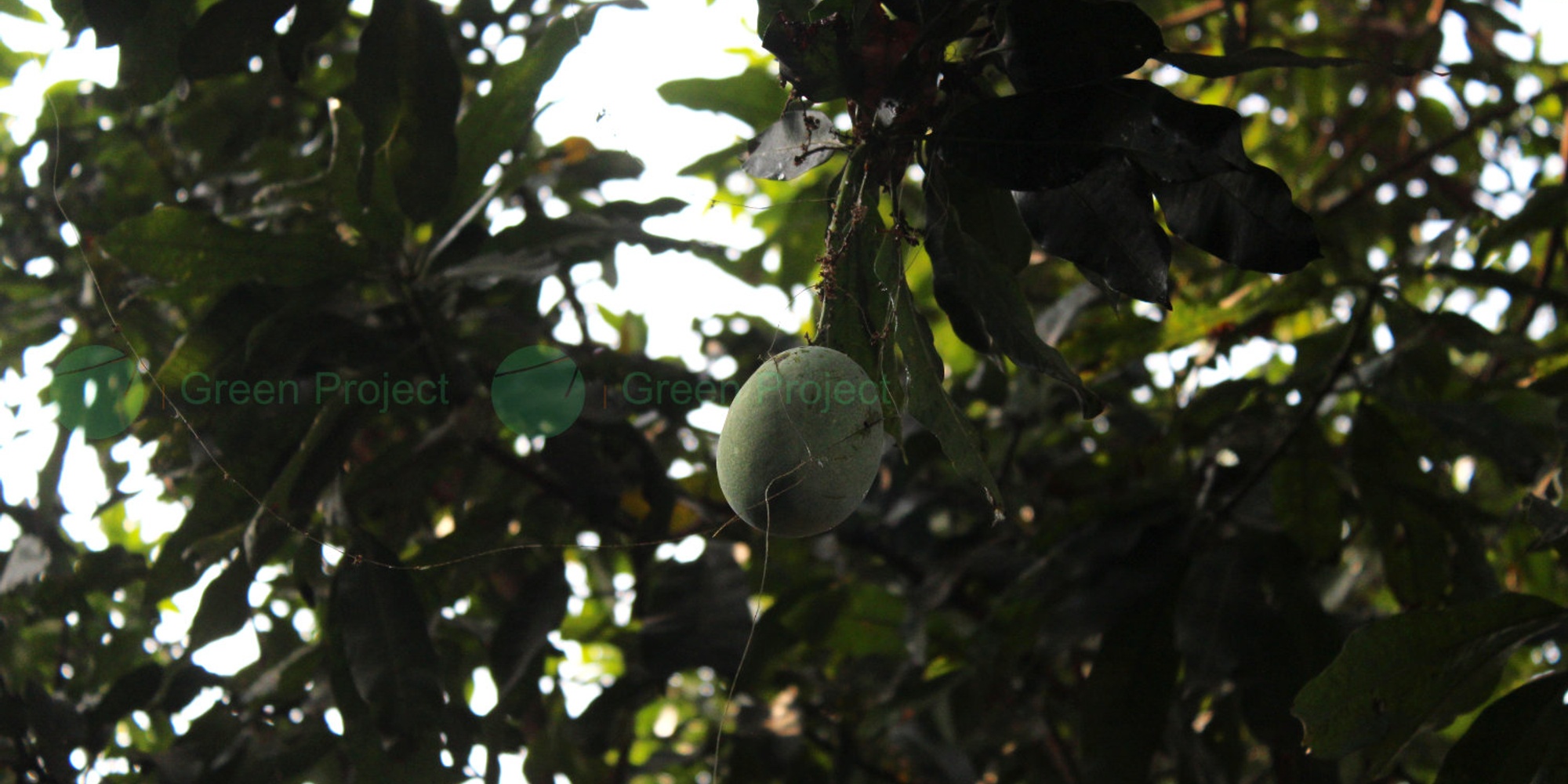 Daerah Penghasil Mangga Terbesar Di Indonesia