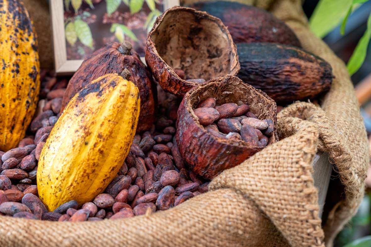 Cocoa that is better for people and nature