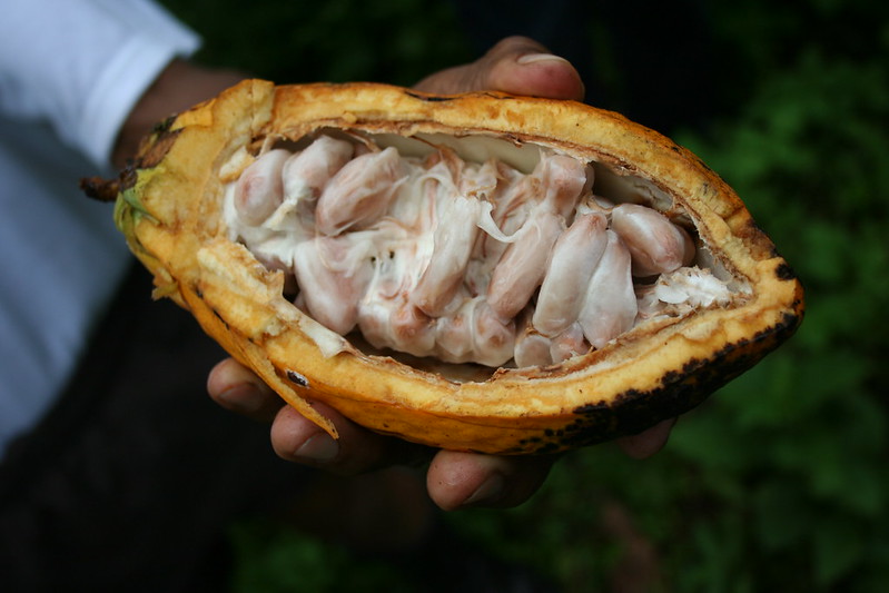 #FollowTheFrog: Dr. Oetker with Rainforest Alliance Certified cocoa