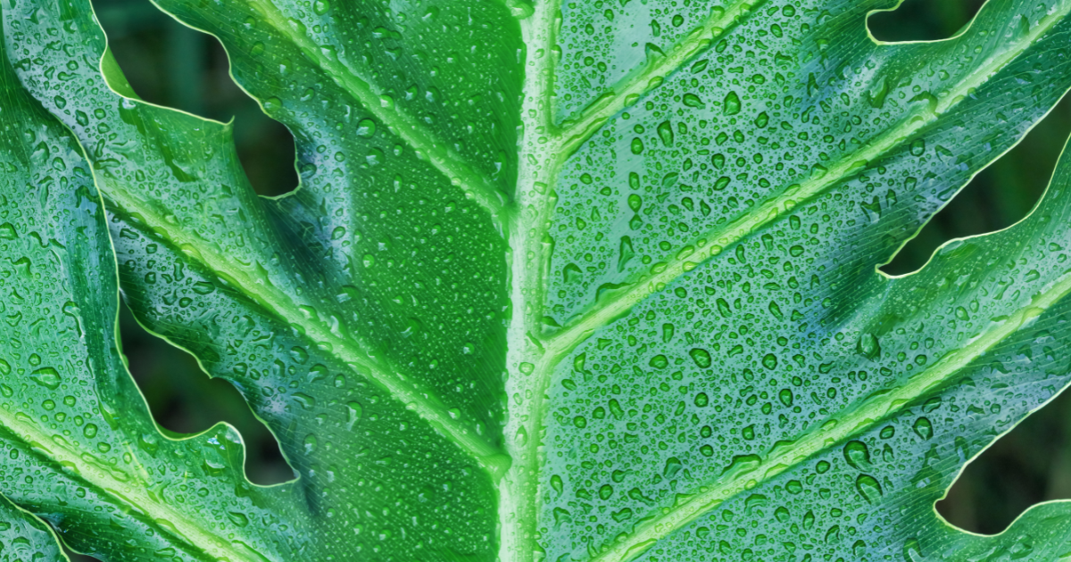 philodendron in water.png