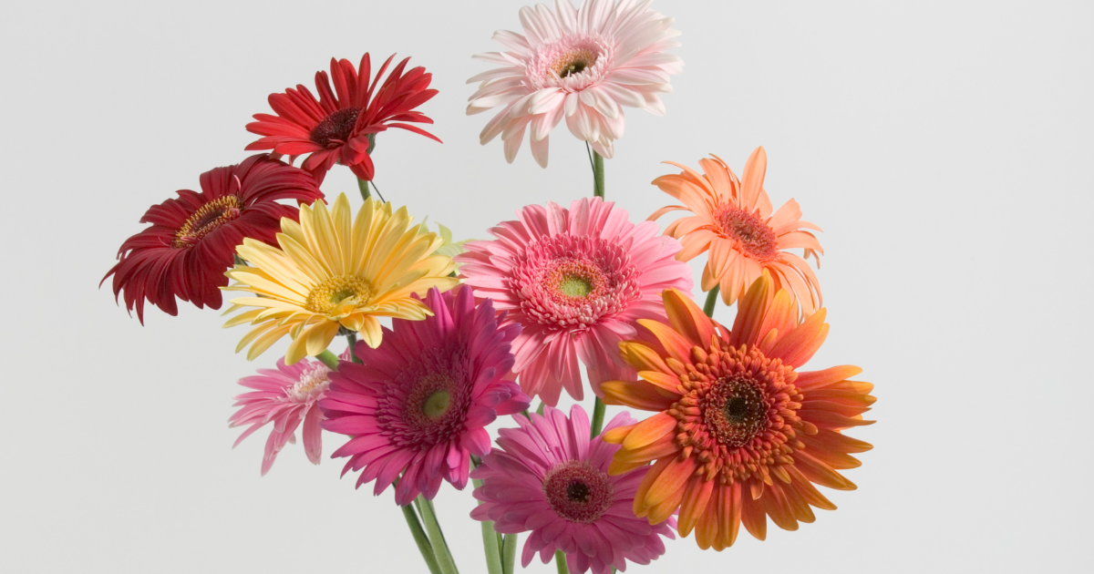 Gerbera Daisies.png