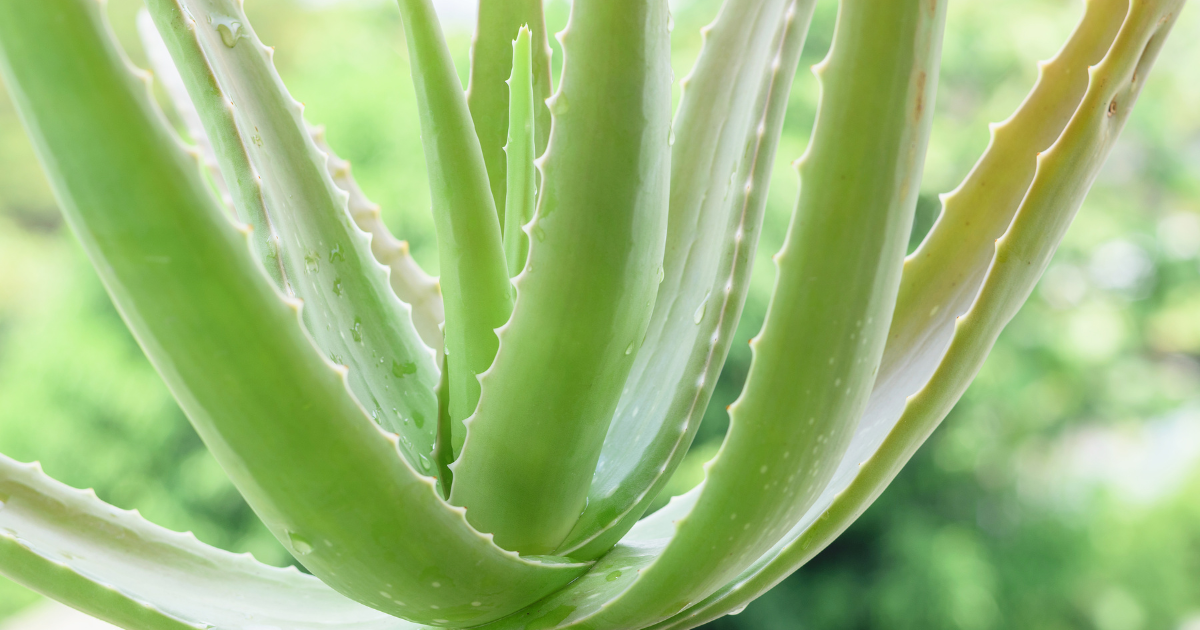 growing aloe vera.png