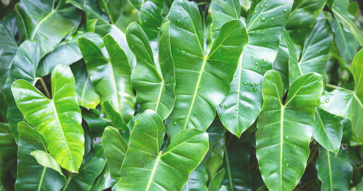 Philodendrons.png