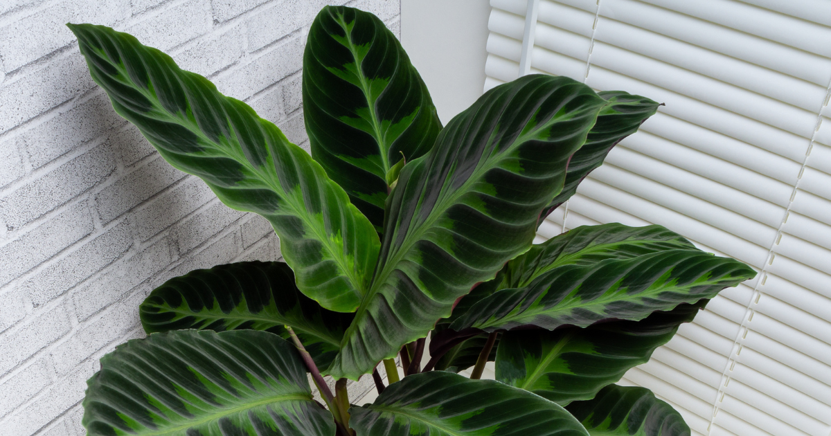 Calathea Warscewiczii.png