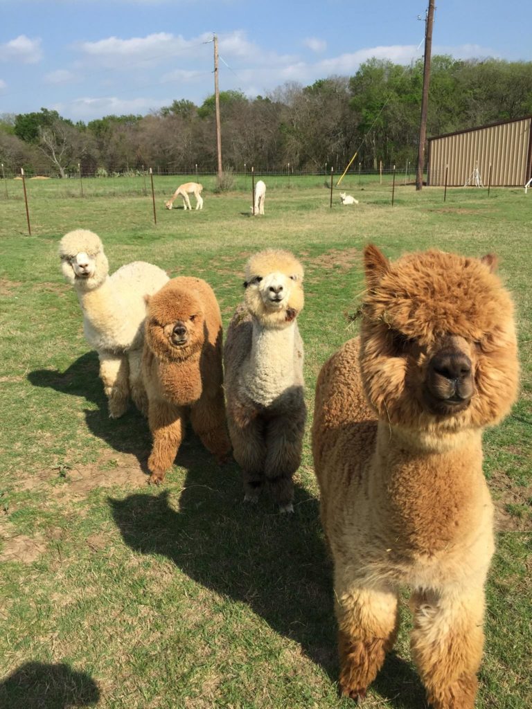 Several fuzzy alpacas stand in a line on a grassy field.