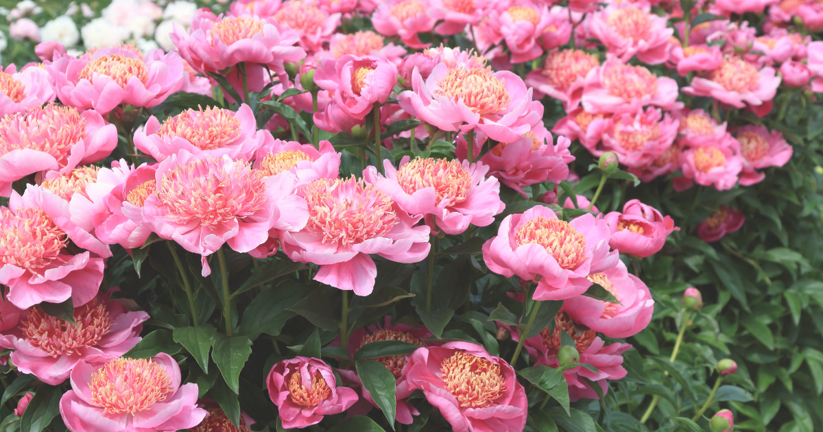 Peonies.png