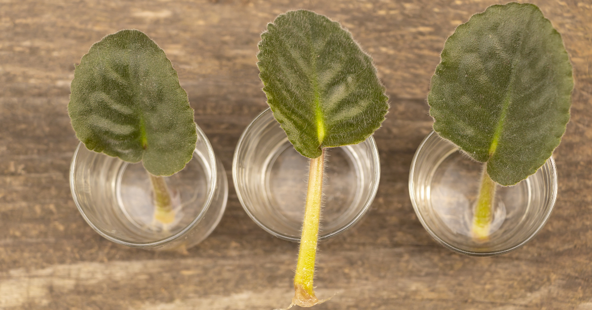 Propagate African Violets.png