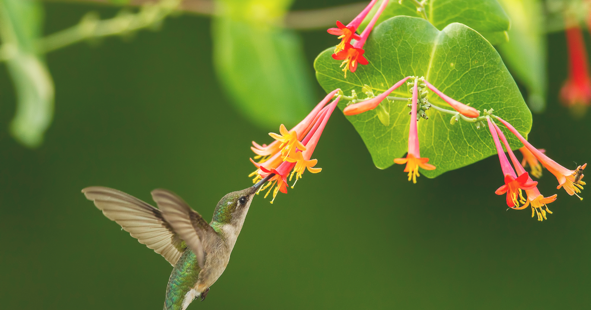 Coral Honeysuckle.png