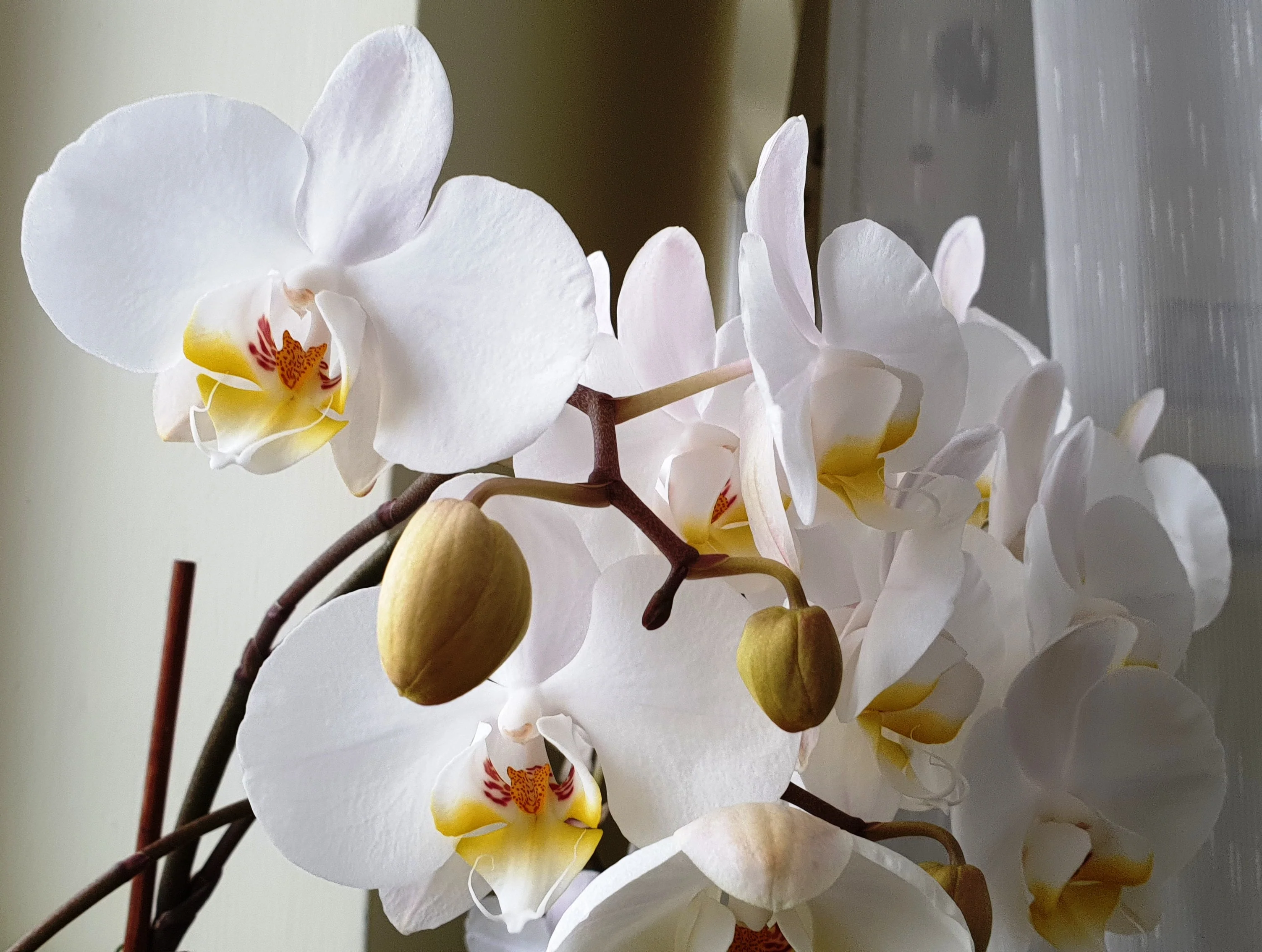 orchids.webp