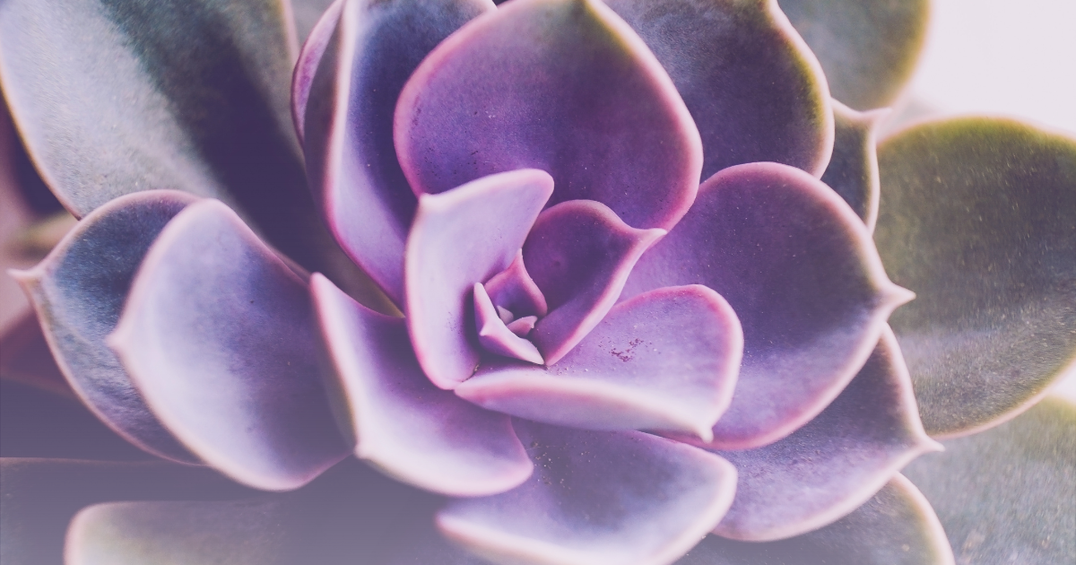 Echeveria -Perle von Nurnberg-.png