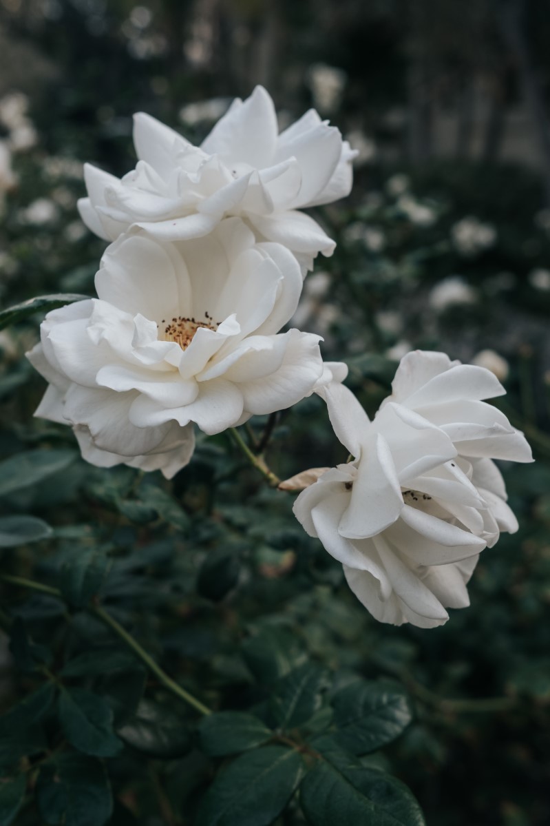 Los Angeles wedding