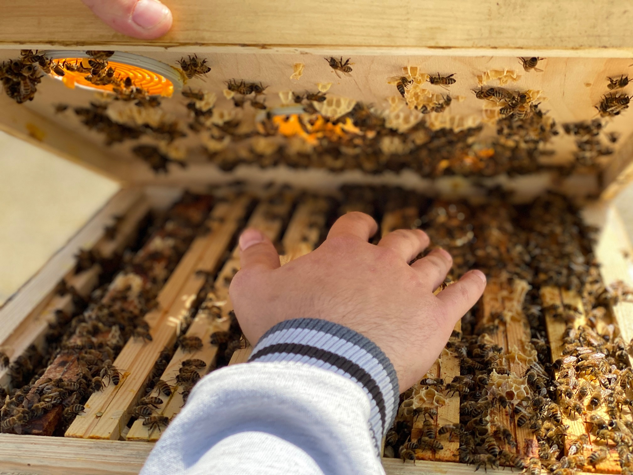 Von Bienenpatenschaften & fairem Honig
