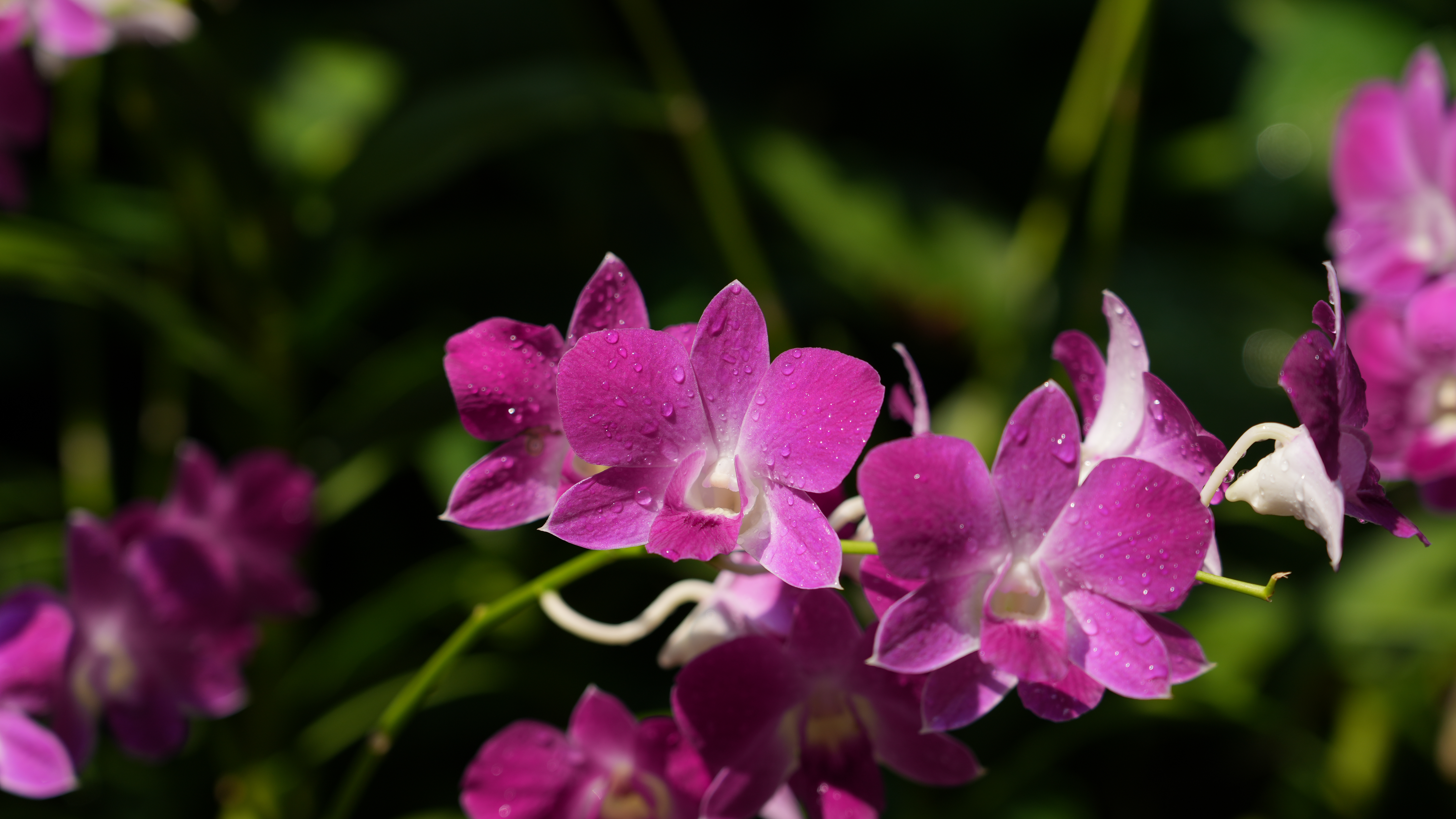 Purple orchids with water droplets