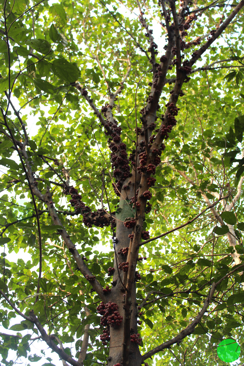loa - Ficus racemosa - 6.jpg