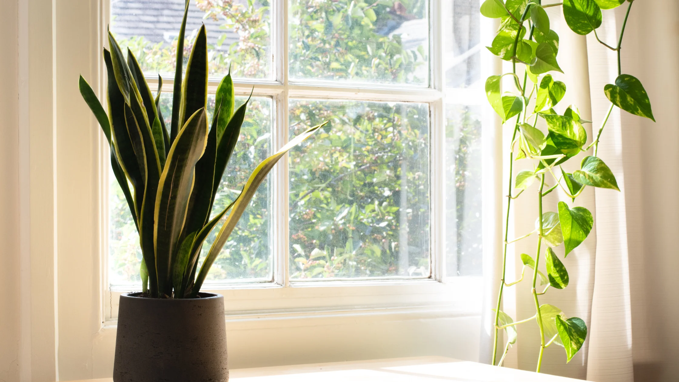 snake plant varieties to grow indoors.webp