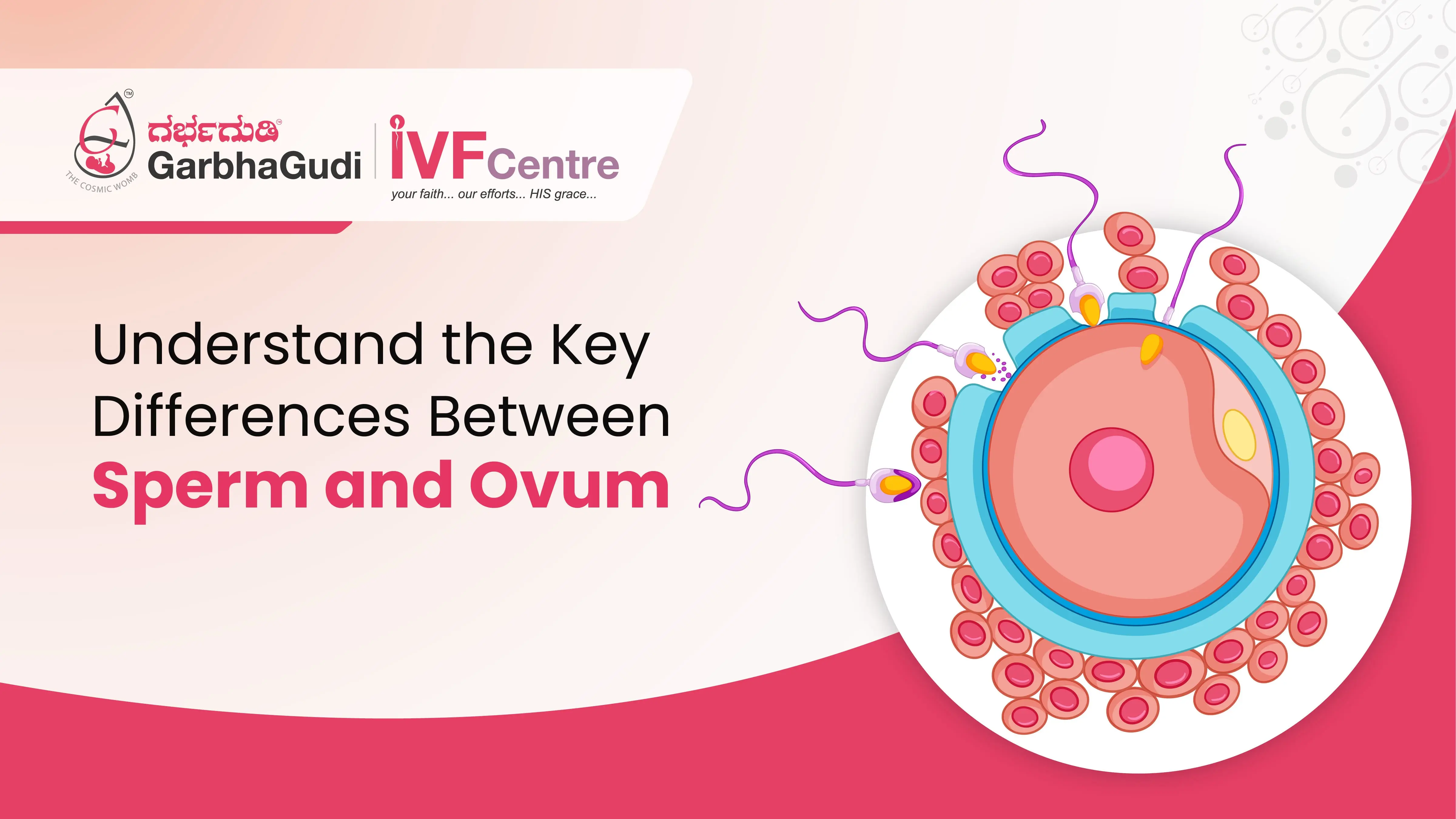 Understand the Key Difference Between Sperm and Ovum