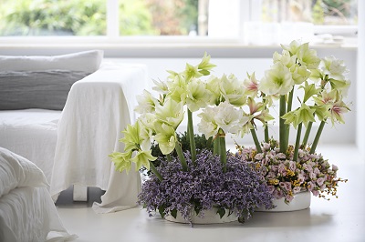 Limonium et amaryllis - Ⓒ Photo :Office des Fleurs