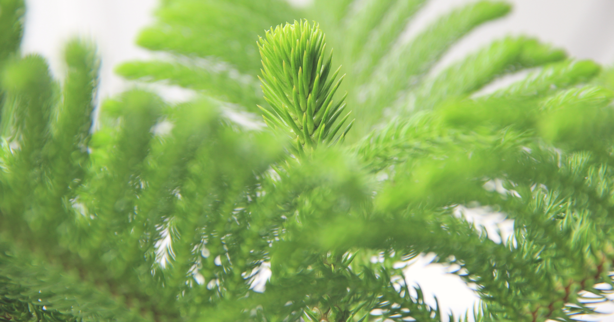 Norfolk Island Pine.png