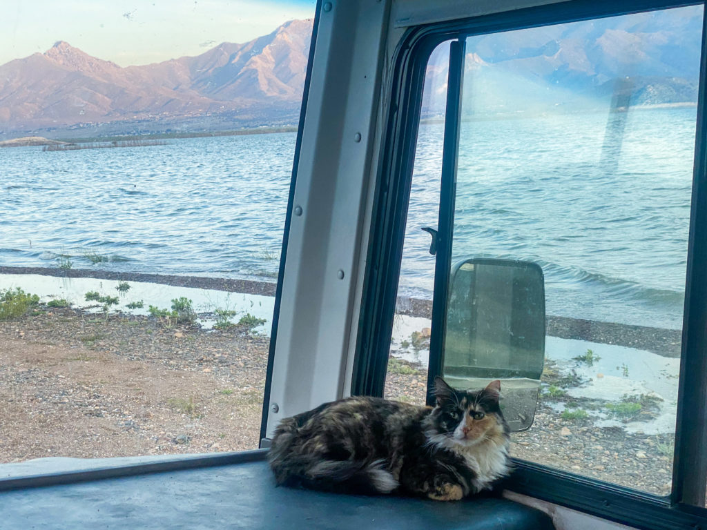 Cats tend to enjoy the views and freedom of RV life just as much as a dog.