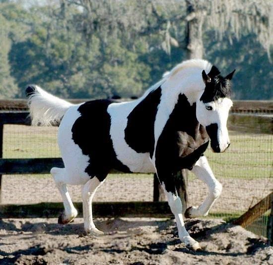 Pelagens de Equinos - Cavalo Campeiro