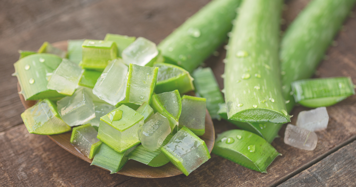 cutting Aloe Vera.png