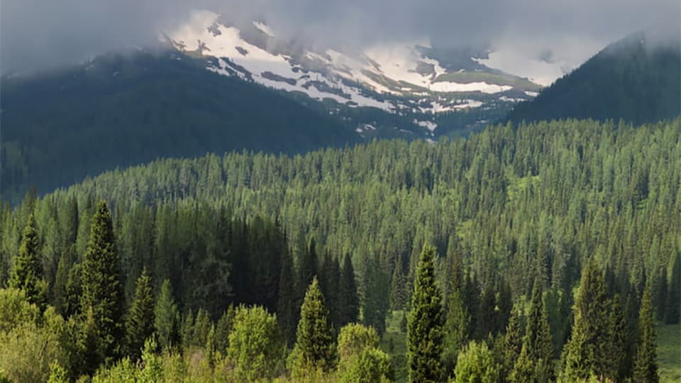 Pine forests as a place of strength and health.