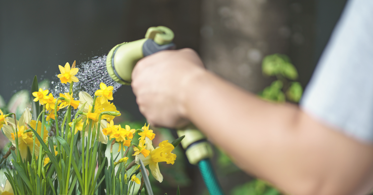 Caring for Daffodils After Planting.png