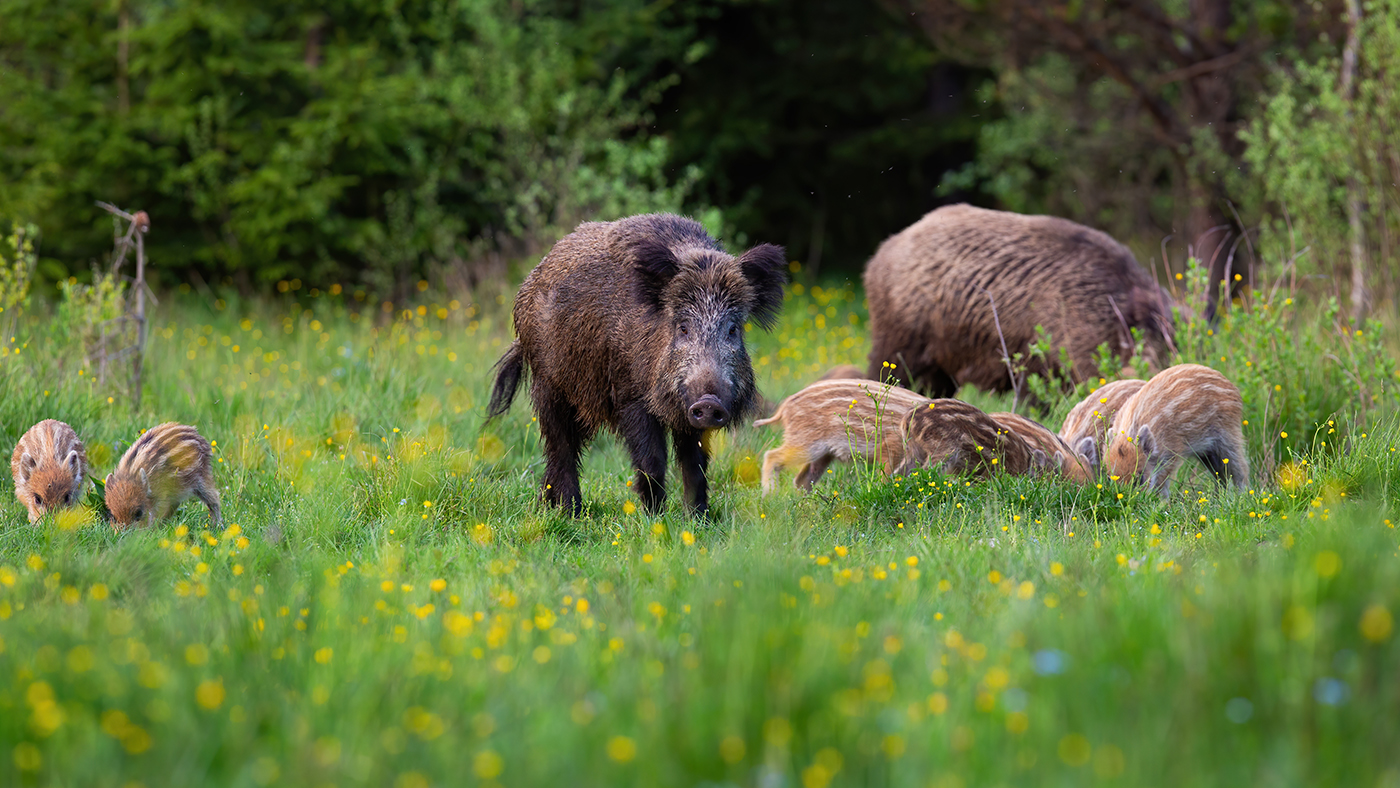 Wildbestand-zählen-Beitragsbild.jpg