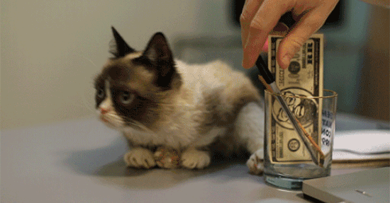 Grumpy Cat und ihr Geld