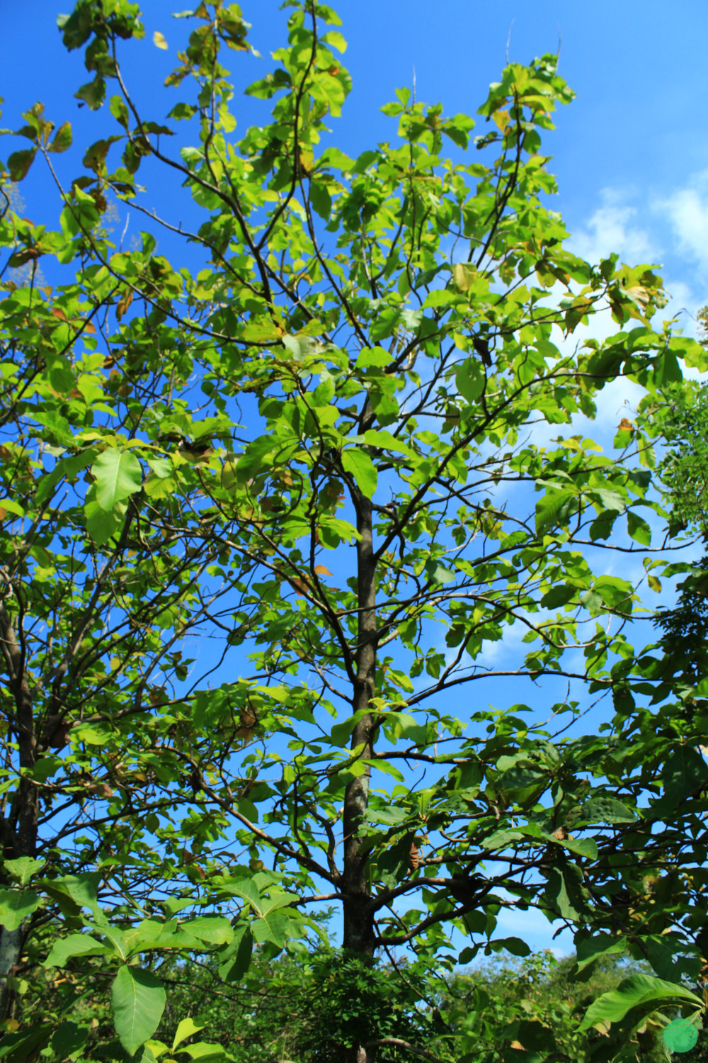 Pohon Jati - 3.jpg