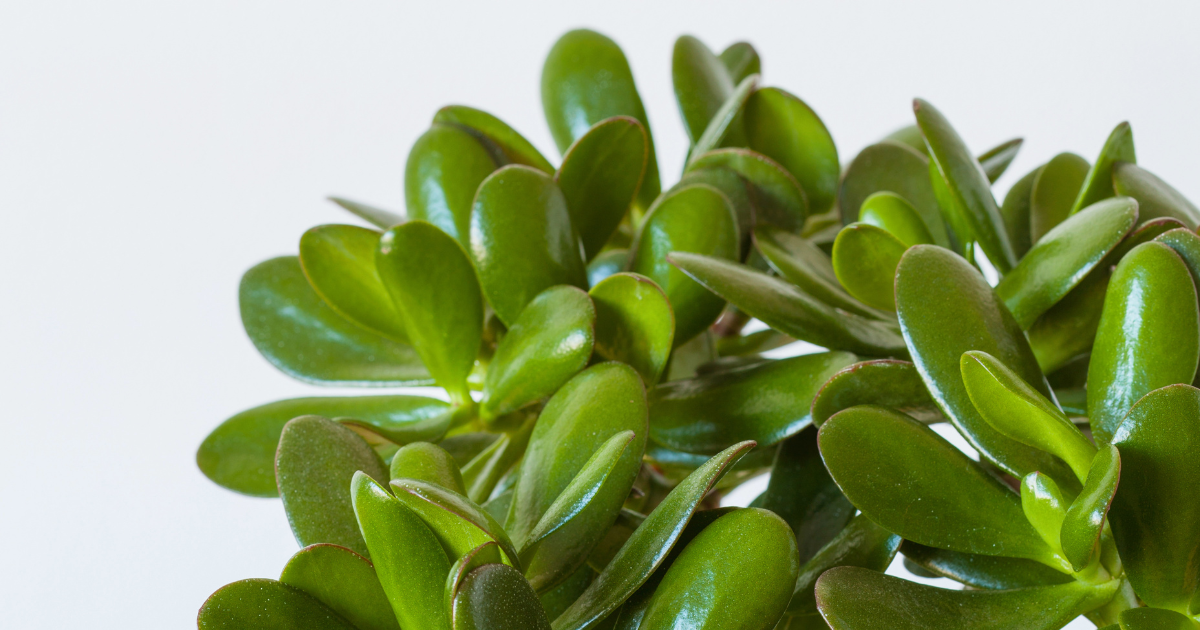 Miniature Jade Plant.png