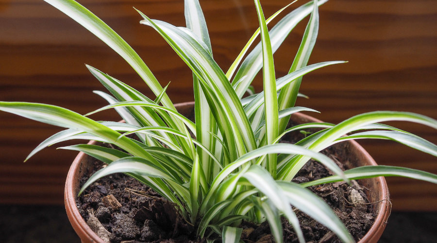 Spider Plant.png