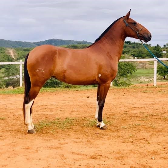 Cavalo: características, raças, importância - Brasil Escola