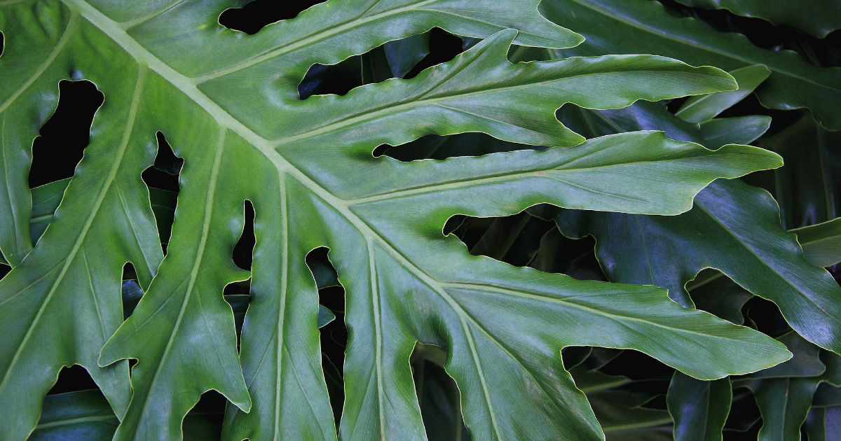 Lacy Tree Philodendron.png