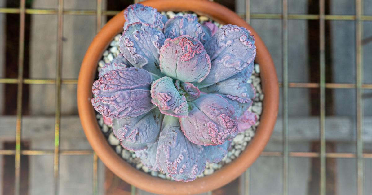 Echeveria -Etna-.png