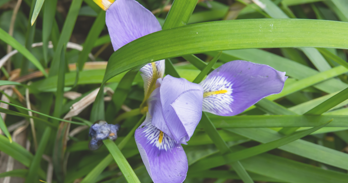 Algerian Iris.png