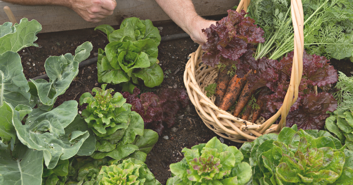 TIPS FOR HARVESTING VEGETABLES.png