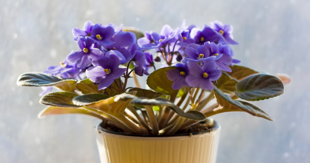 African Violet.png