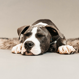 Hundeschlaf-Coverbild.jpg