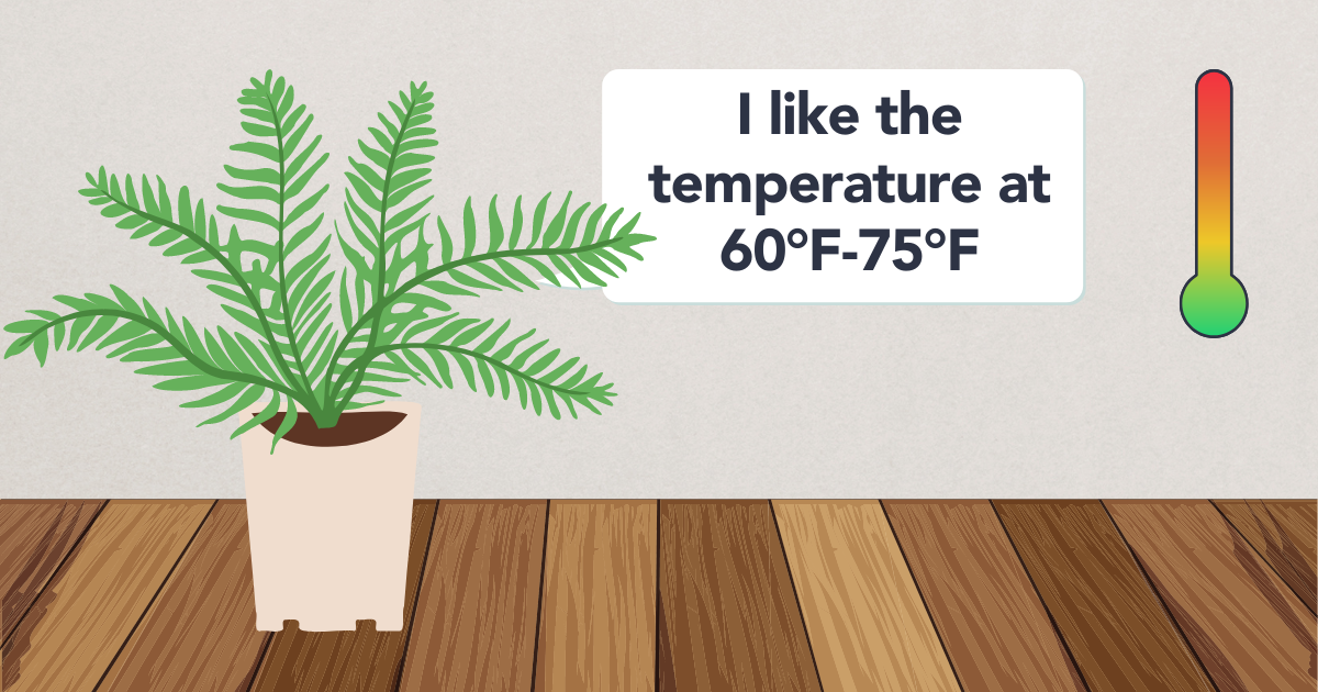 Temperature Range for Boston Ferns.png