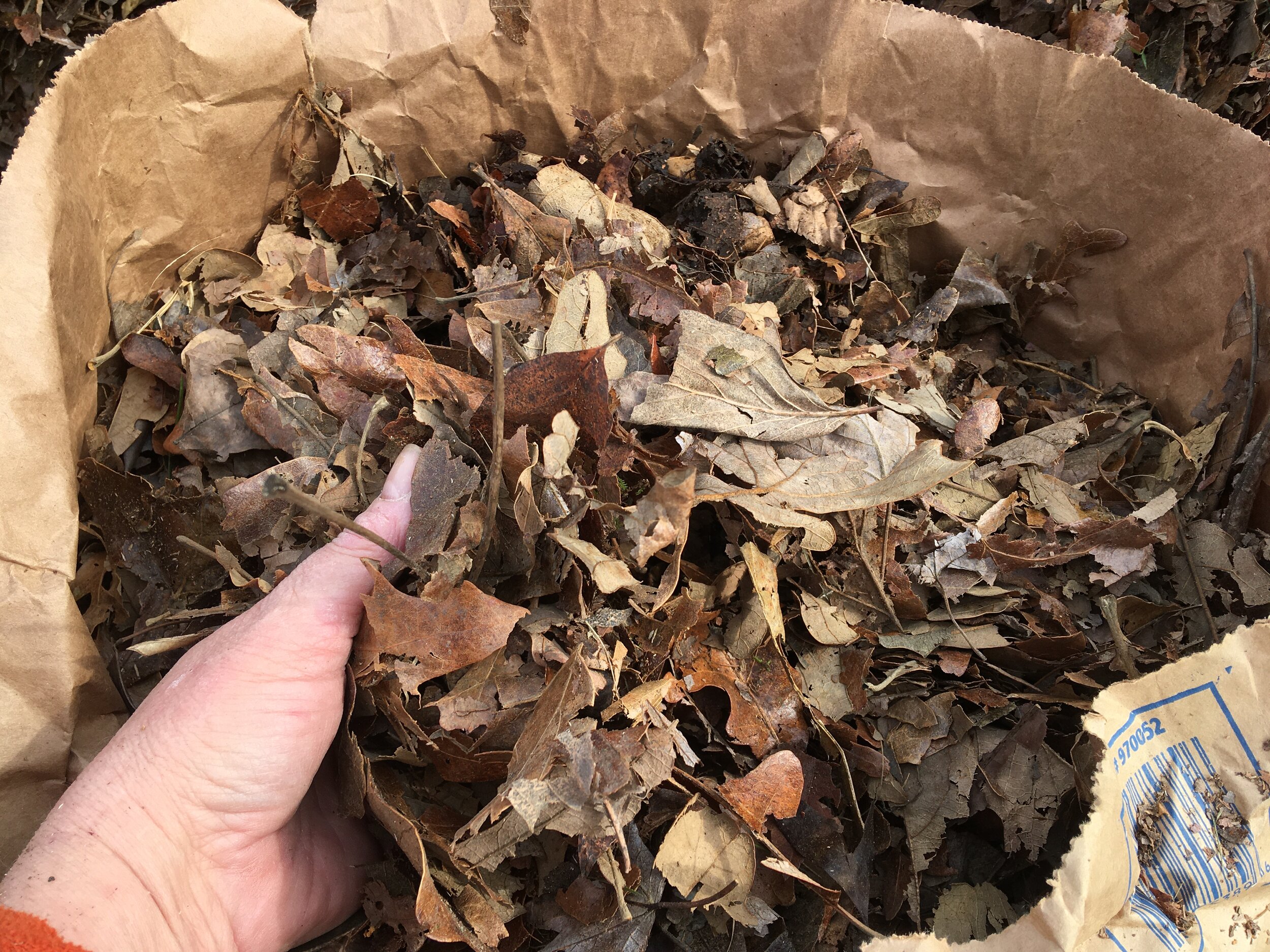 shredded leaves.jpg