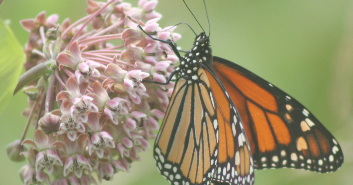 Milkweed.png