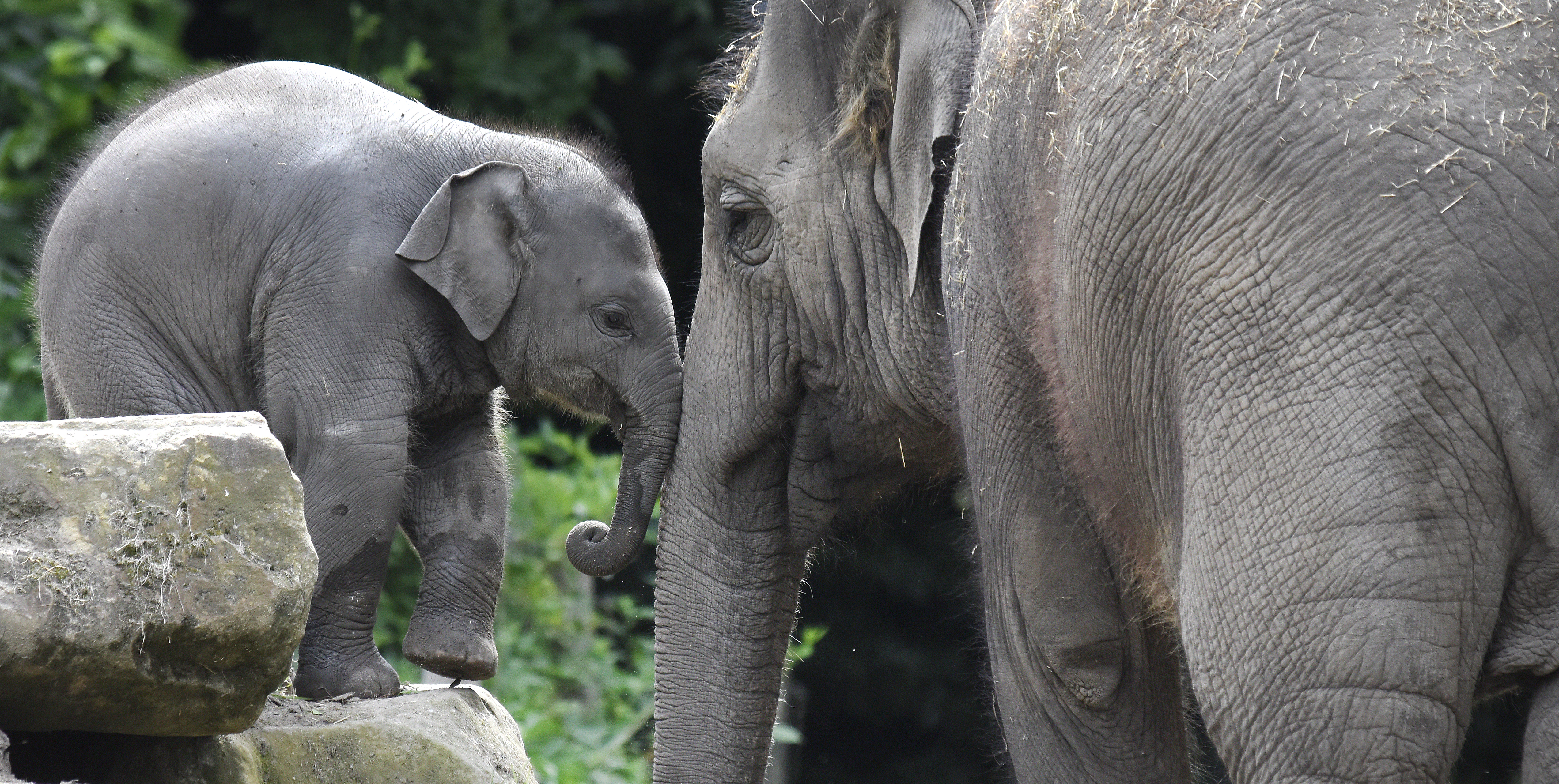 Olifant 1.jpg