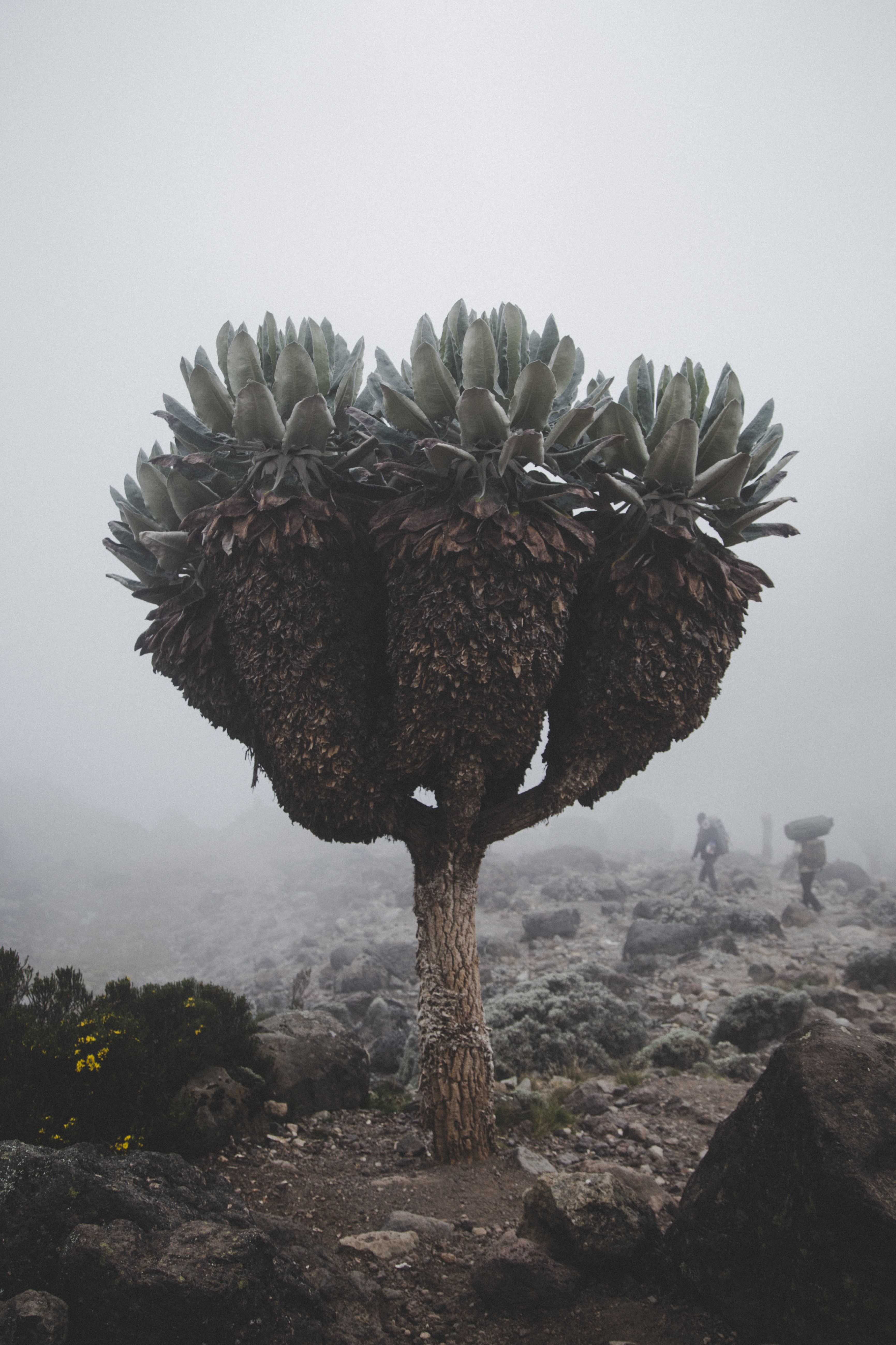 A senecio tree on the way to Mount Kilimanjaro