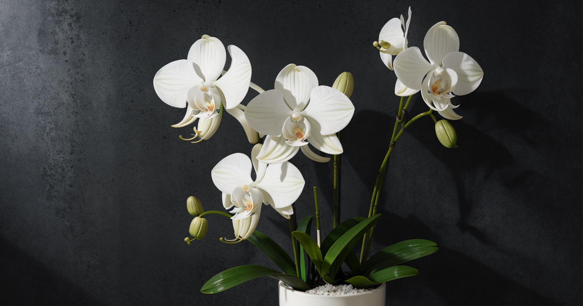 Orchids (2).png