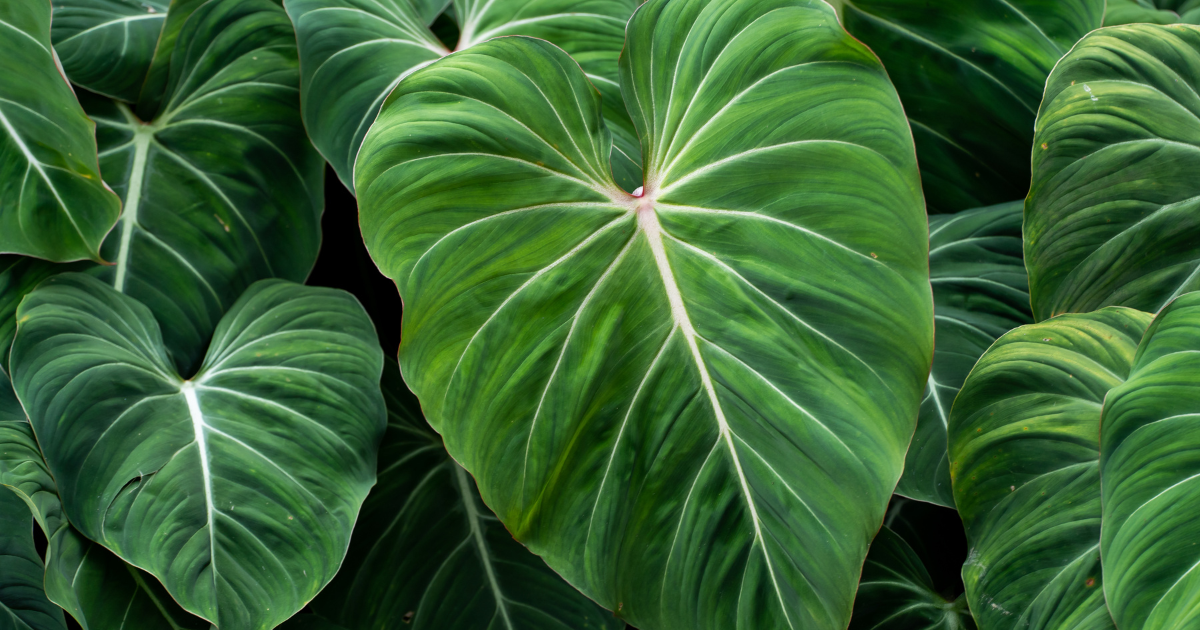 Philodendron Gloriosum .png