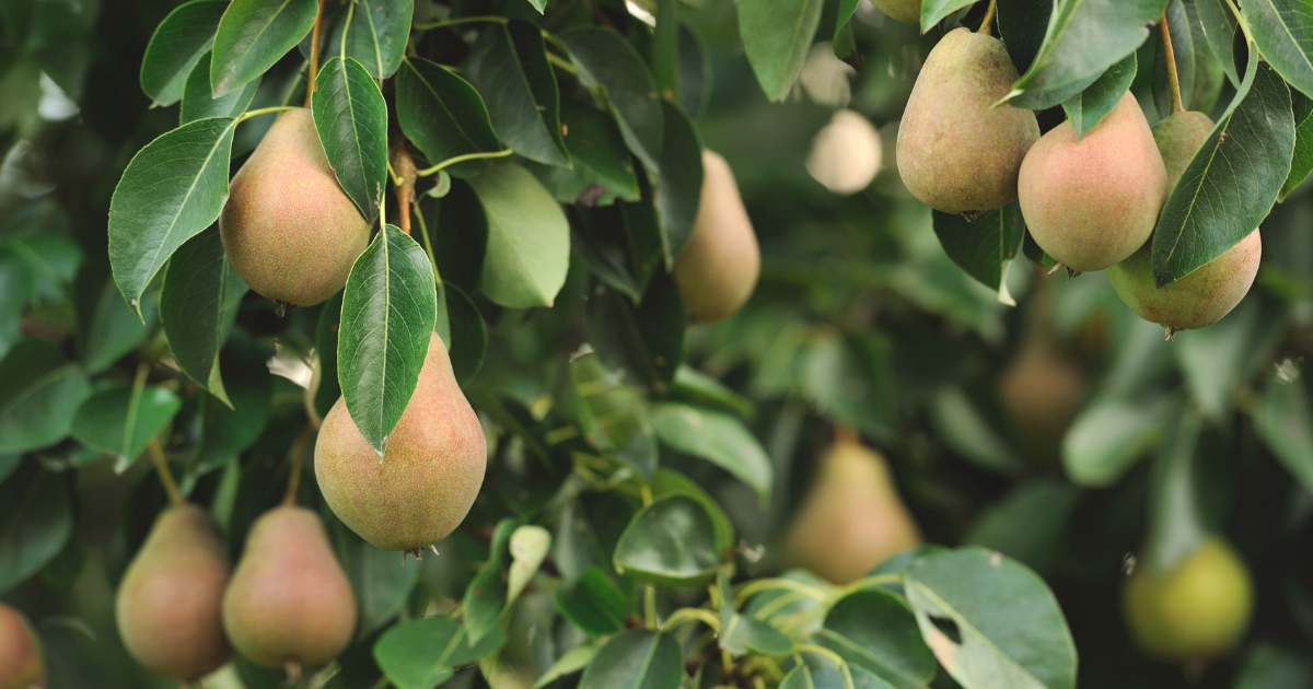 Fruit Options for January Planting.png