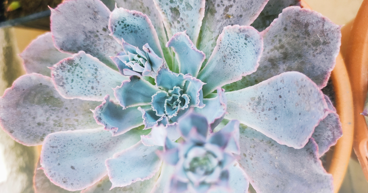 Echeveria -Neon Breakers-.png