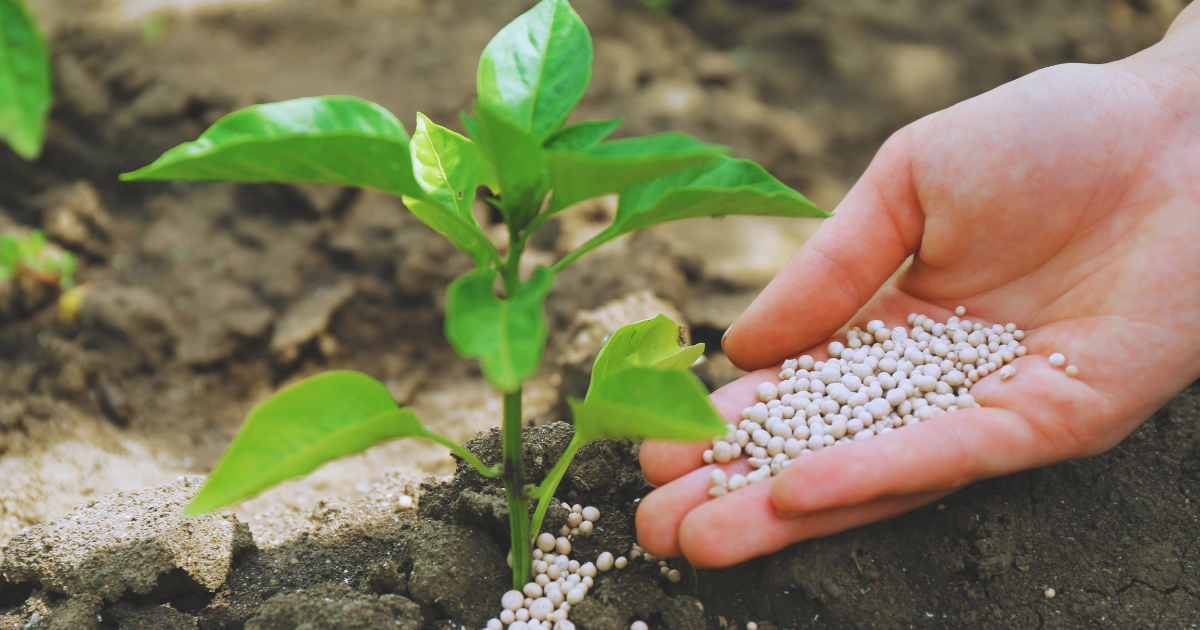 Fertilizing Weekly Boosts Summer Growth.png