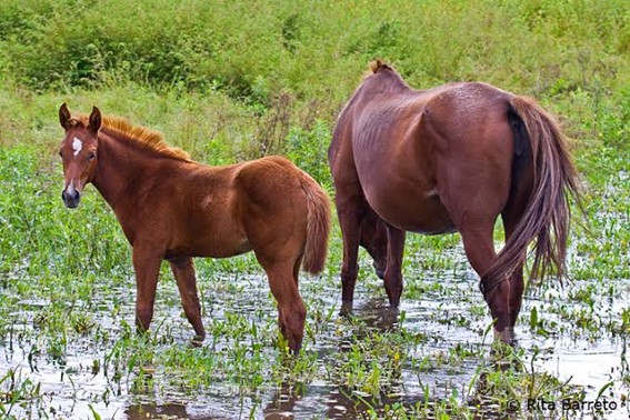 Cavalo: características, raças, importância - Brasil Escola